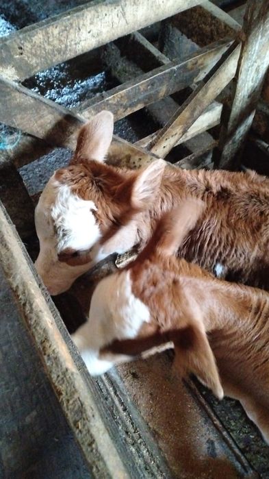 Vând viței asigur transport în România