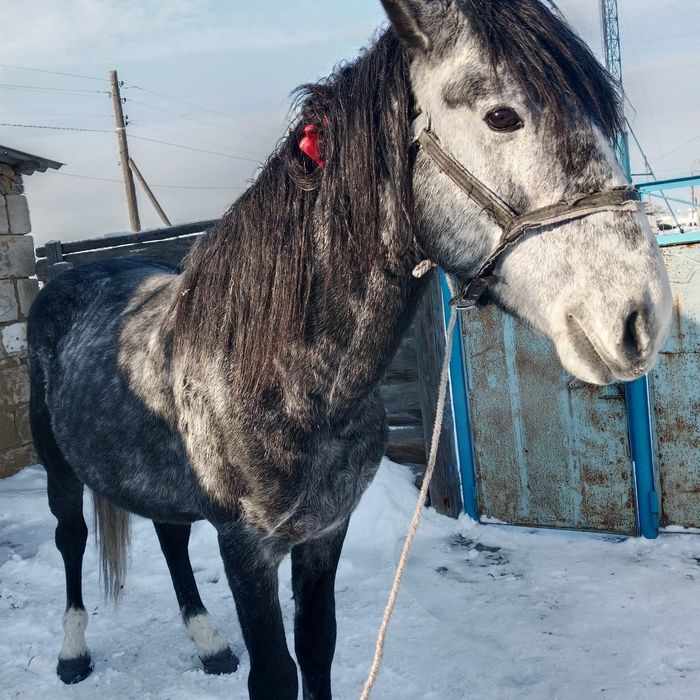 Продам Жеребца спокойный