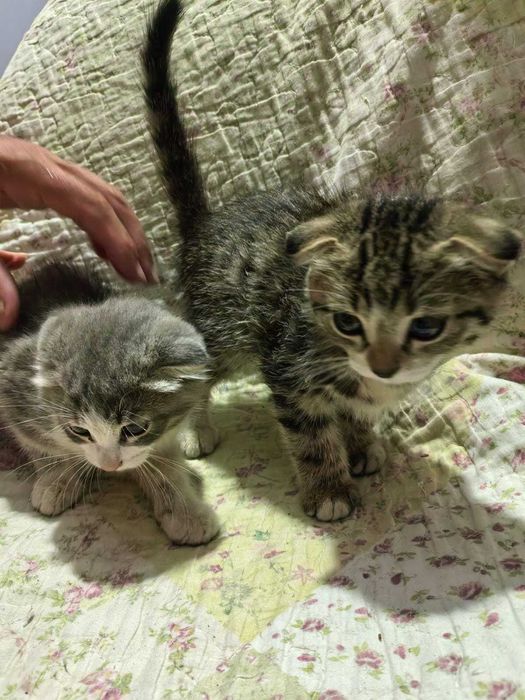 Вислоухие котята