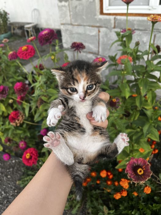 котята за шоколадку