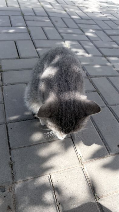 Котик пародистый очень красивый ласковый