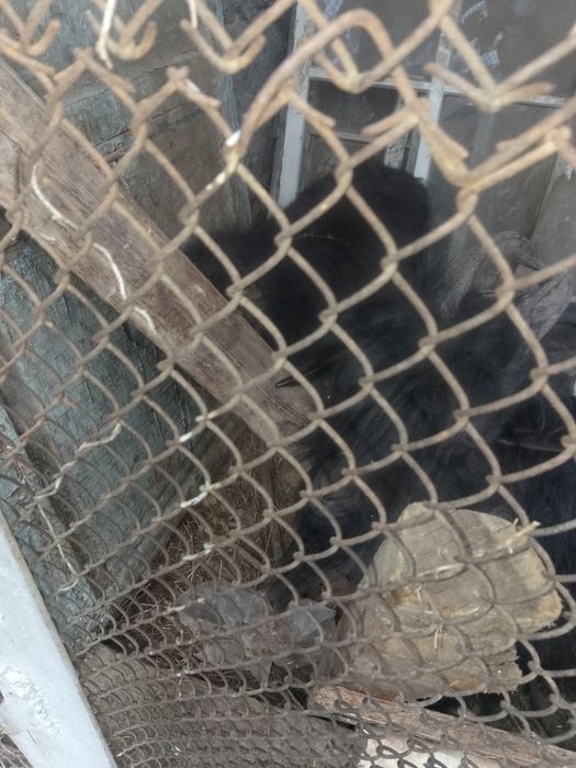 Продаются Козлята