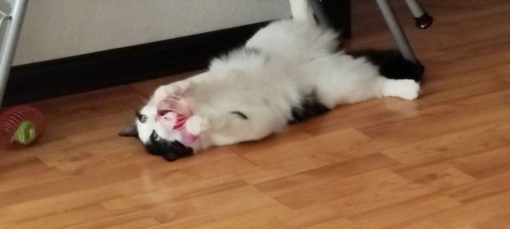 Кошечка ищем любящею семью