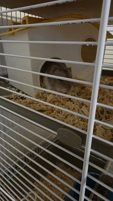 Vand familie hamsteri