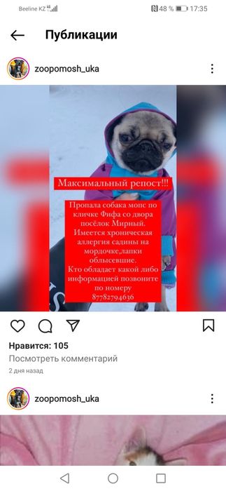 Пропала собака мопс