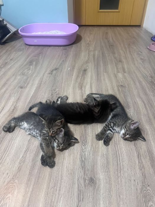 Котята в добрые руки