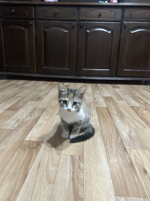 Трехцветная кошечка