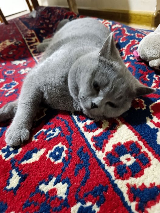 scottish fold mushuk