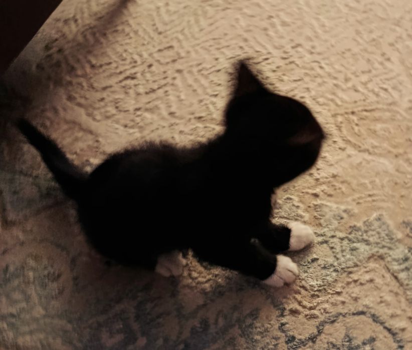 Котенок, 1 месяц, 25 дней