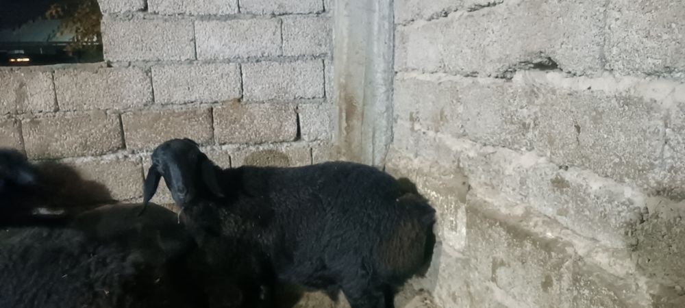 Qòzilar  sotiladi