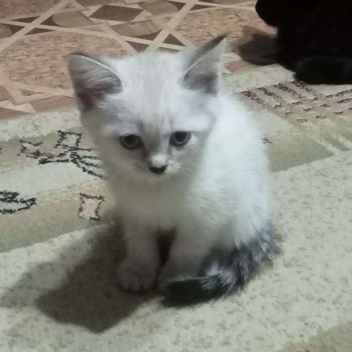 Отдам котят в надёжные, добрые руки.
