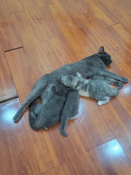 Котята в хорошие руки