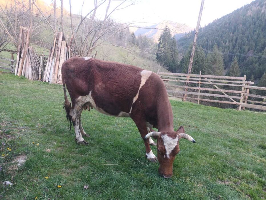 Vand vaca gestanta i 8 luni