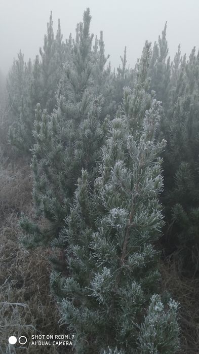 Archa sasna Eldarskiy