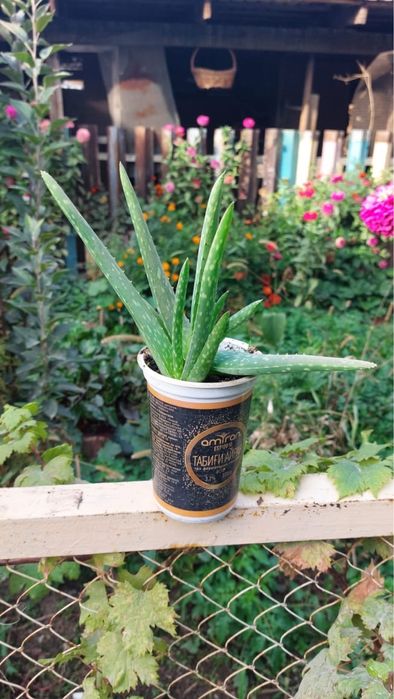 Продам алоэ комнатное растение