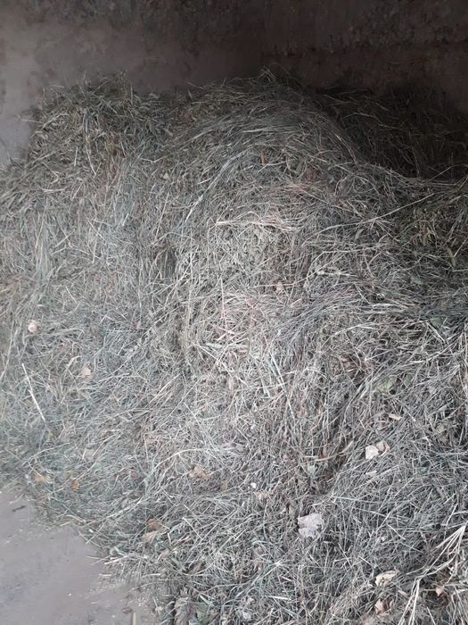 Сена  с  огорода