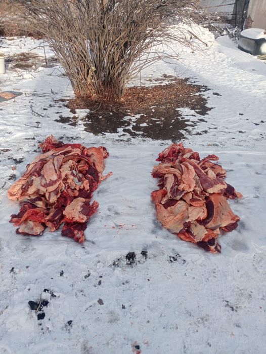 Согым режим все виды