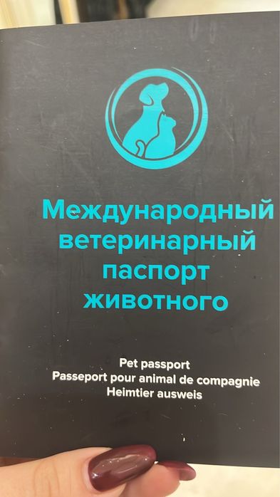 Продается мальтипу