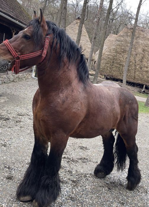 Armasar Ardenez de vânzare