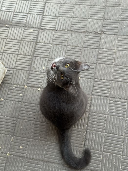 Нашли кота , видно что домашний