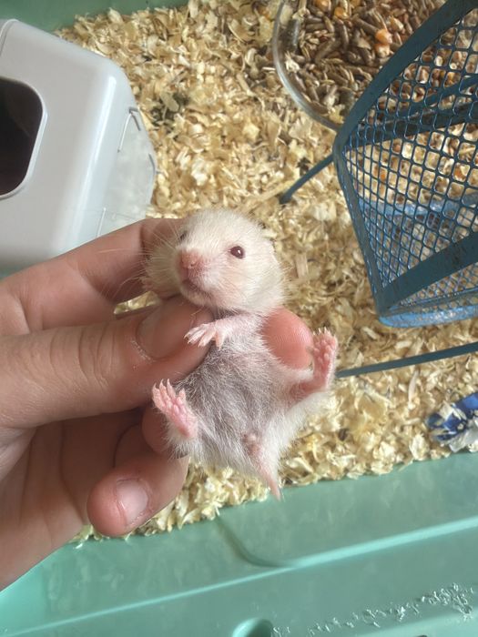 8 pui de hamsteri sirieni
