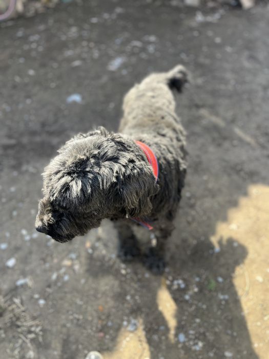 Руский терьер черный