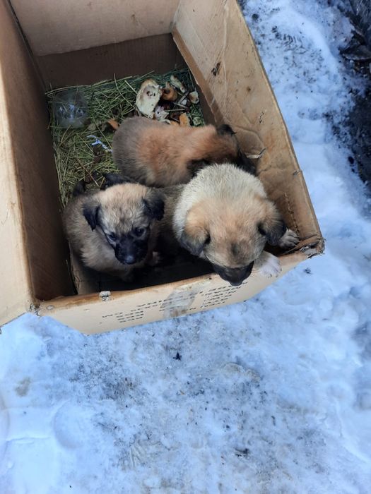Выбросили щенят в Кызыл Кайрате