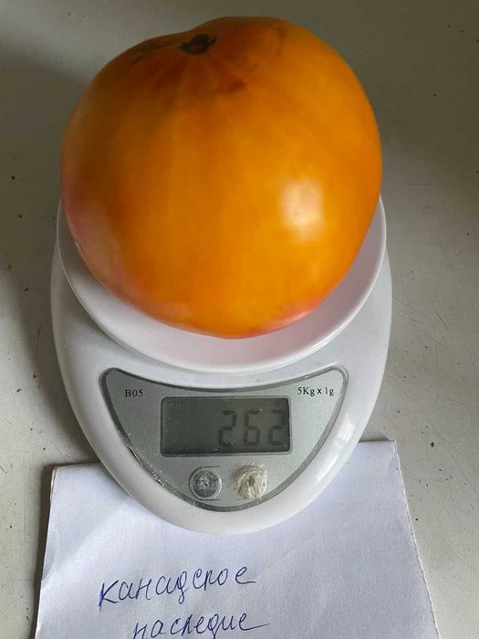 Коллекционные семена томатов