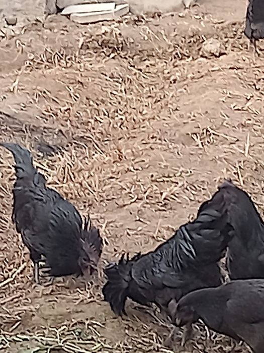 Qora xo'rozlar sotiladi