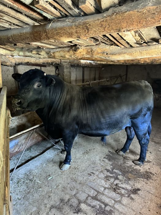 Qurbonlikka Angus Buqa