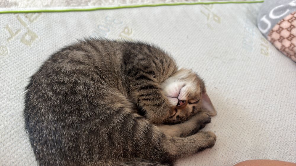 Кошка в хорошие руки