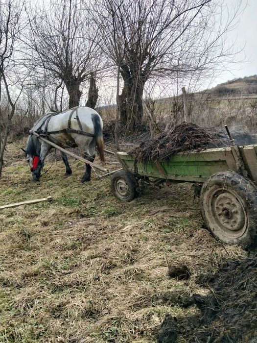 Vând mânză grea blândă trage bine garantată