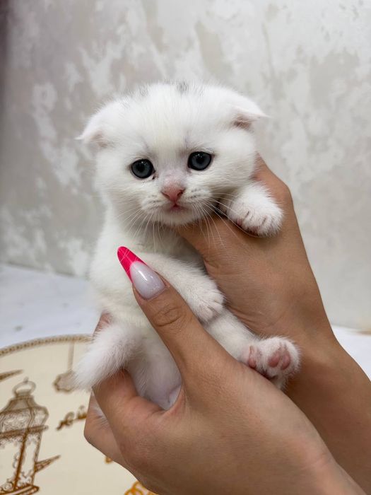 Продаются котята