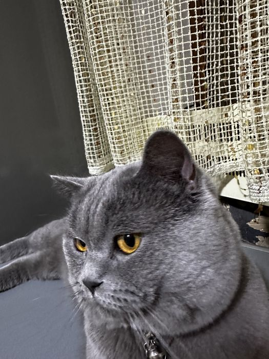 Вязка Скотиш Страйт