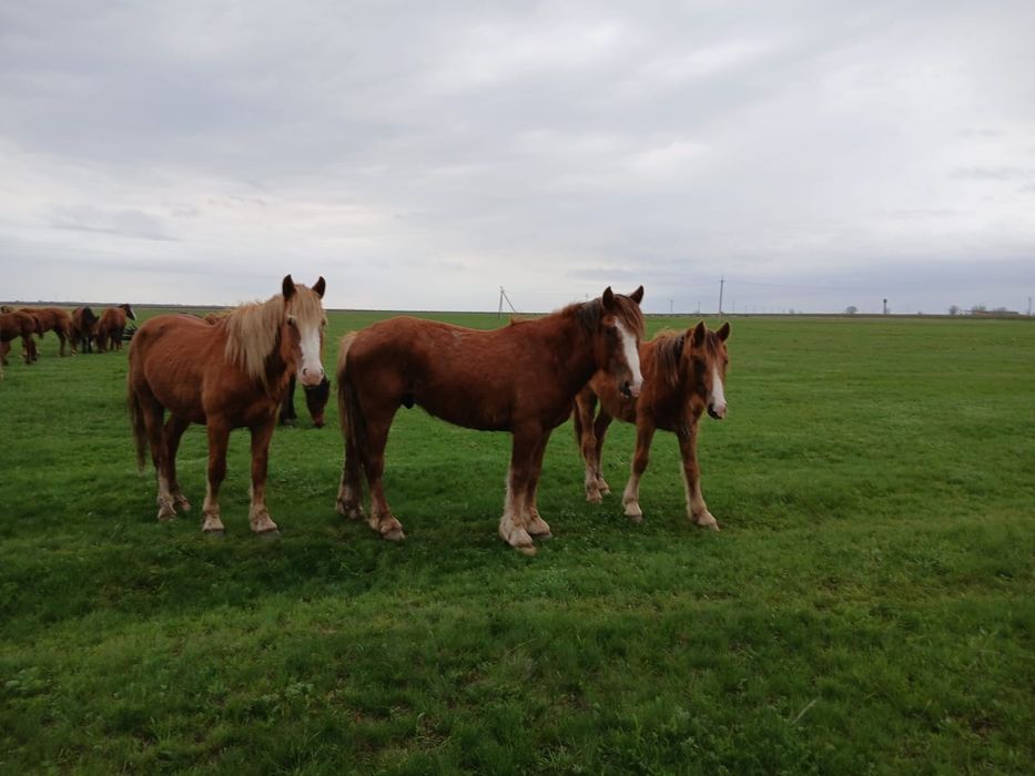 Продам жеребцов 3 летки