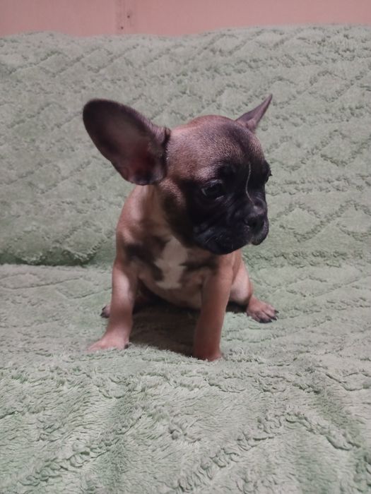 Щенки французского бульдога