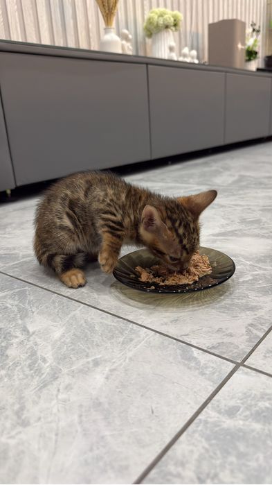 Готовы к продаже котята бенгалы
