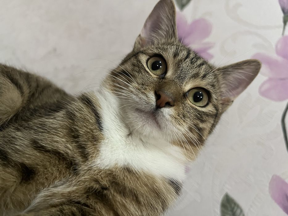 Отдам кота в добрые руки