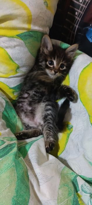 Котенок ищет новый дом
