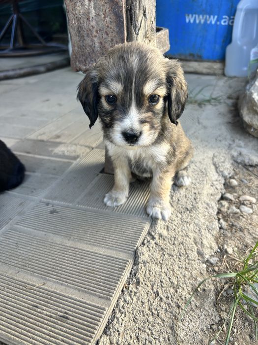 Donez catei, mama cocker spaniel