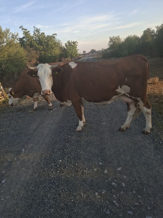 Vând vaca baltata