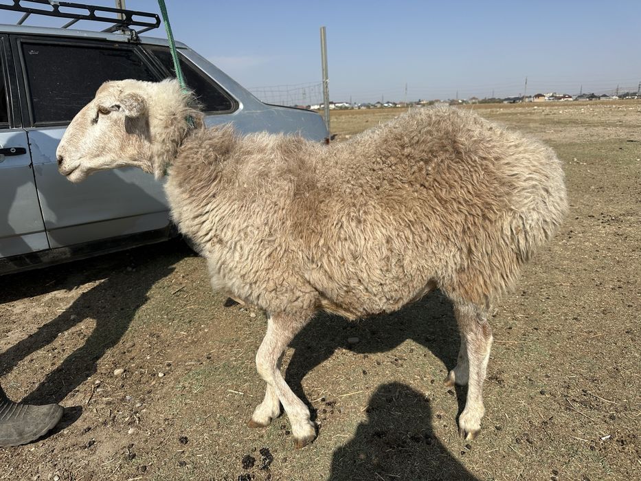 Саулыктар сатылады семыз