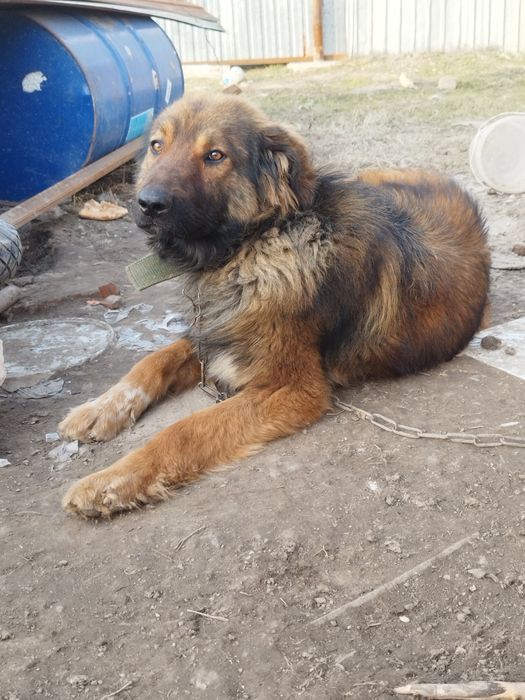 Кавказская овчарка Тобетббб