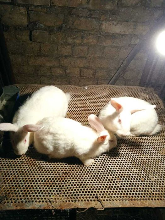 Продам кроликов белый паннон (самки)