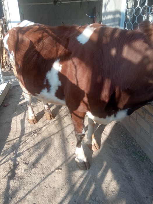 Bugoz sigir sotiladi