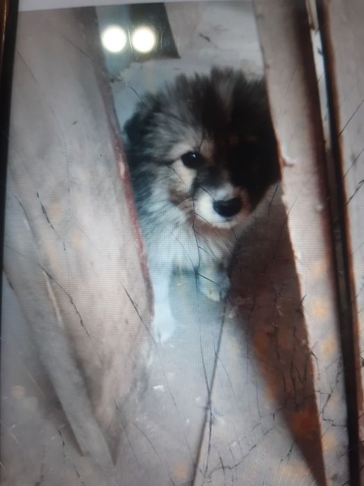 Пушистые щенки в добрые руки