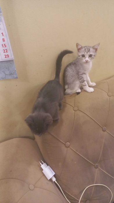 Котята на Стройконторе