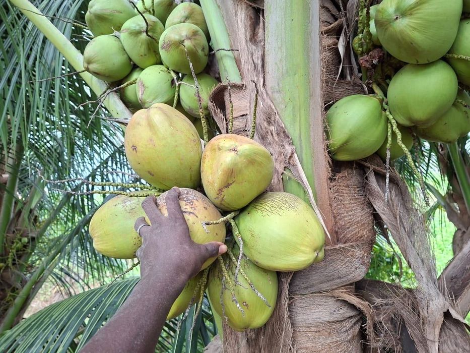 Натурално кокосово масло