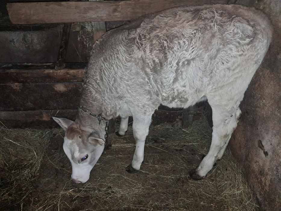 Vand vitea bruna Maramures 3 luni  3200 lei