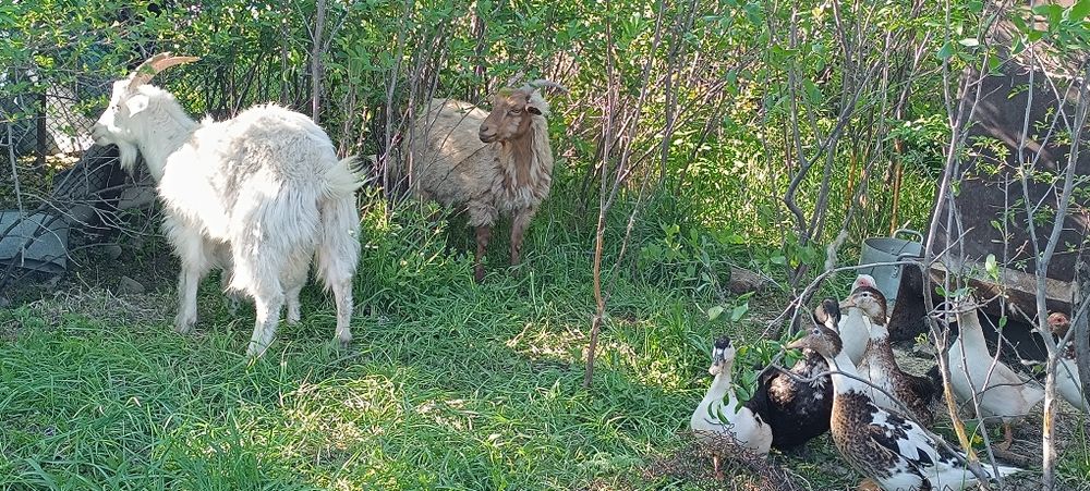 Продам коз. 4 штуки